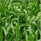 Barleygrass Seed Grow For Fresh Grass Juice Barley Grass (1kg)