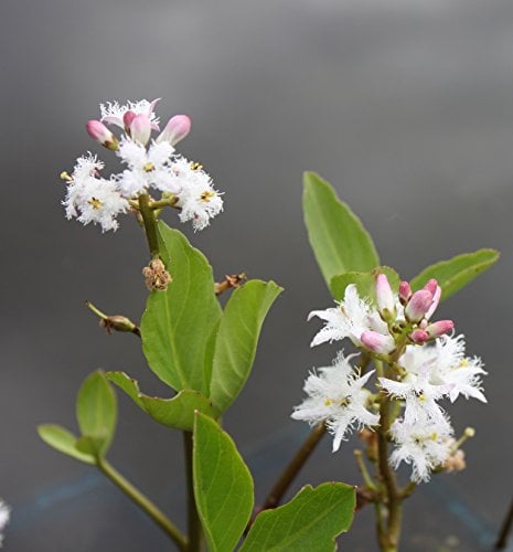 WASSERPFLANZEN WOLFF - 2er-Set - winterhart! - Menyanthes trifoliata - Bitterklee - Fieberklee, weiß - Blume des Jahres 2020 ! - QUALITÄTSSTAUDEN