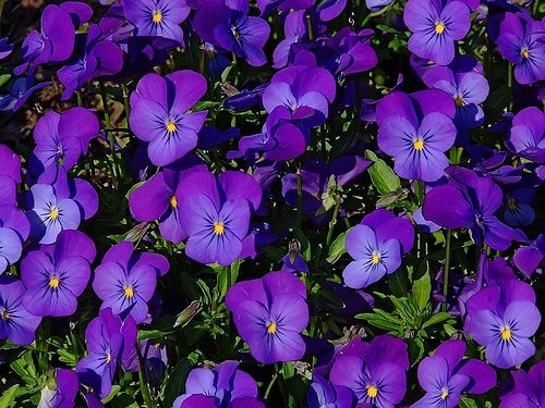 35+ Semi Viola cornuta re Enrico Fiore/Annual
