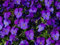 35+ Semi Viola cornuta re Enrico Fiore/Annual