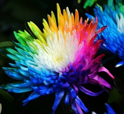 100 echte Regenbogen-Chrysantheme-Blumen-Samen, selten, neue Ankunft DIY Hausgarten Blume Pflanze Blumen-Samen Zierpflanze