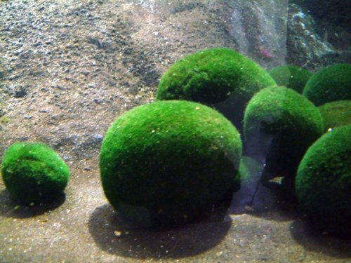 Marimo Mooskugel für Aquarien, Cladophora/Grünalge, 6-7 cm