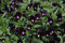 100 Semi Viola Cornuta (Viola Cornuta King Enrico) Vellutato, Viola-Viola Fioriture