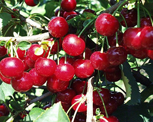 Sauerkirsche Vowi Busch im 7,5 l Topf, 30-50 cm Stammhöhe