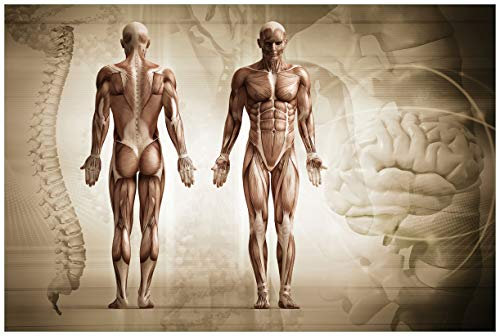 Wallario Premium XXL-Vliestapete Anatomie Mensch II - Fototapete Größe: 400 x 267 cm