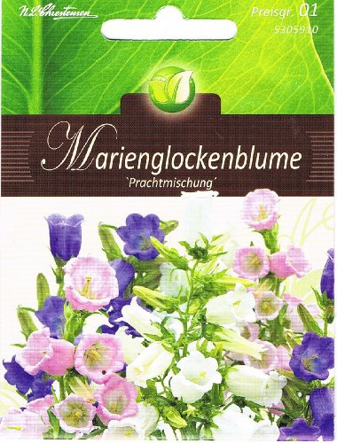 Marienglockenblume Prachtmischung Campanula medium zweijährig