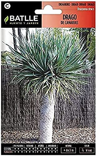 Semillas Batlle Drago de Canarias-Dracaena draco