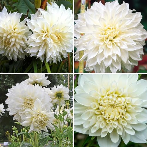 Dahlia White Perfection x 3 Tubers, Dinnerplate Variety, White Summer Flowers. Easy to Grow
