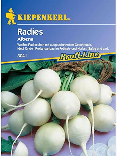 Kiepenkerl Radies Albena