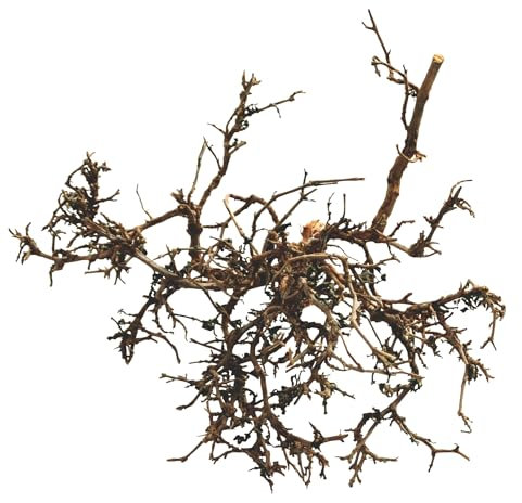 Lucky Reptile Wüstenbusch Natur, Größe:Klein