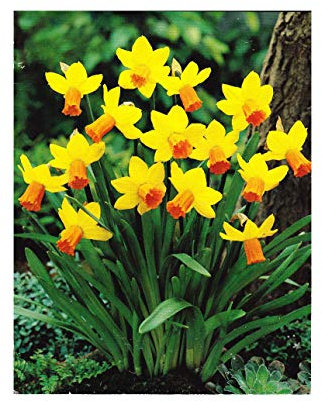  Jetfire Rockery Narcissi/Daffodil Bulbs : Similar to Tete a Tete : Spring Flowering - Free UK P & P (25)