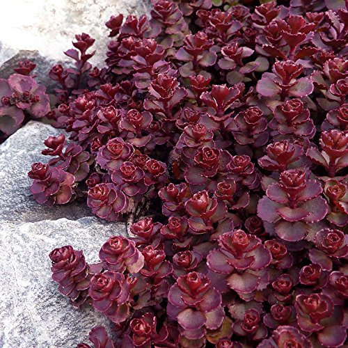 50 semillas de floración perenne Groundcover - Stonecrop Sedum -Voodoo Ama el sol
