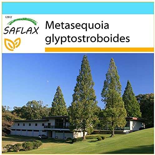 SAFLAX - Gift Set - Dawn Redwood - 60 Seeds - Metasequoia glyptostroboides