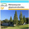 SAFLAX - Geschenk Set - Urwelt - Mammutbaum - 60 Samen - Mit Geschenk- / Versandbox, Versandaufkleber, Geschenkkarte und Anzuchtsubstrat - Metasequoia glyptostroboides