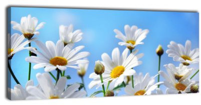 wandmotiv24 Leinwandbild Panorama Nr. 80 weiße Blumen 100x40cm, Keilrahmenbild, Bild auf Leinwand, Kunstdruck Kamille Blüte Blume