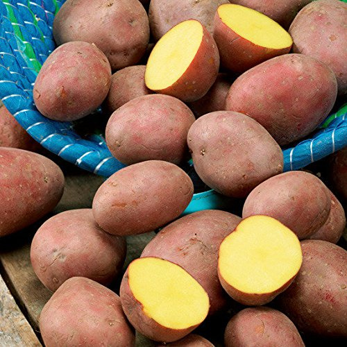 5kg Pflanzkartoffeln Laura Saatkartoffeln Steckkartoffeln