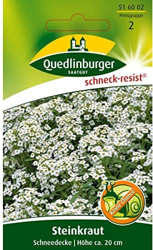 Duft-Steinrich, Steinkraut, Alyssum maritimum, ca. 200 Samen