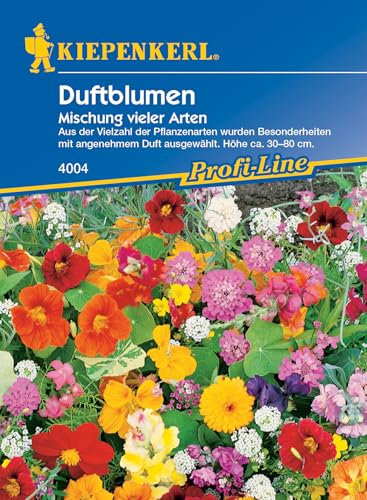 Duftblumen Einjährige Sommerblumen von Kiepenkerl