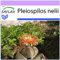 SAFLAX - Sukkulenten - Lebender Granit - 40 Samen - Pleiospilos nelii