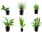 Tropica Einsteiger Set mit 6 einfachen Topf Pflanzen Aquariumpflanzenset Nr.1 Wasserpflanzen Aquarium Aquariumpflanzen