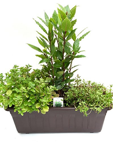 Kräuterkasten Mediterran, (40cm in Grau) incl. je 1 Kräuter Pflanze Lorbeer, Thymian und Oregano