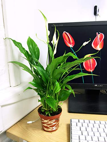 i.LifeUK - Peace Lily Indoor House Plant in Pot 35-40cm Tall(including pot height)