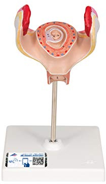3B Scientific Menschliche Anatomie - Embryo Modell, 1. Monat + kostenlose Anatomie App - 3B Smart Anatomy, L10/1