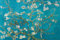 Artland Poster + ein Ü-Poster Vincent Van Gogh Mandelblüten San Ramy Botanik Blumen Blüte Malerei Blau 61 x 91,5 x 0,1 cm