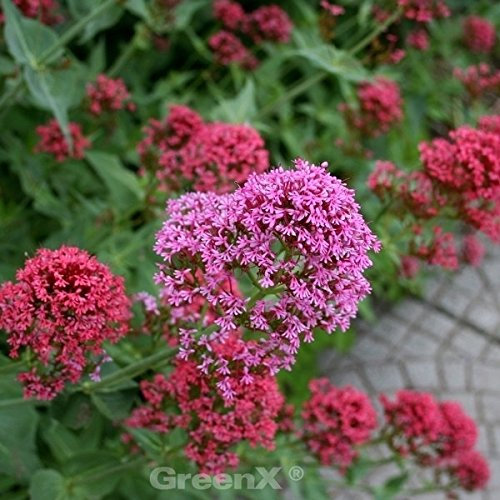 Centranthus ruber 'Coccineus' – Winterhart, Mehrjährig, Pflegeleicht – Spornblume – Staude für Beet & Steingarten