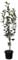 Apfelbaum Rebella mehrfach resistenter Herbstapfel Buschbaum ca. 110-140 cm 9,5 Liter Topf MM 111