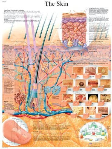 3B Scientific Plakat „Die Haut“, laminierte Version, 1001512 (evtl. nicht in deutscher Sprache)