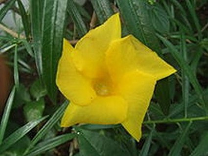 5 Nüsse vom gelben Oleander Samen (PRO NUSS CA 2-3 SAMEN) -Thevetia peruviana-