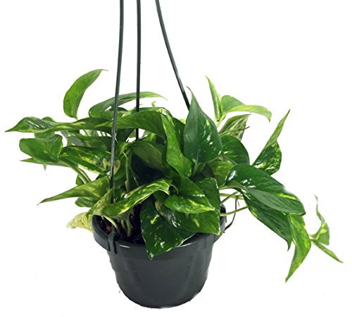 Golden Devil's Ivy - Pothos - Epipremnum - 6 Hanging Pot - Clean Air Machine
