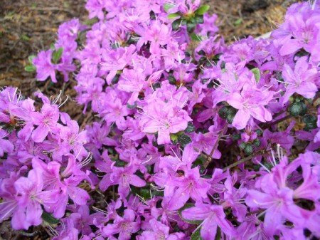 Japanische Azalee Rhododendron obtusum Diamant -R- himmelblau 25-30 cm breit im 2 Liter Pflanzcontainer