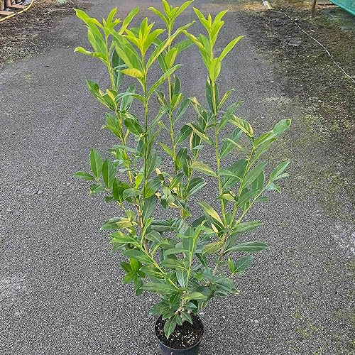 Kirschlorbeer Caucasica Containerpflanzen 120-140 cm