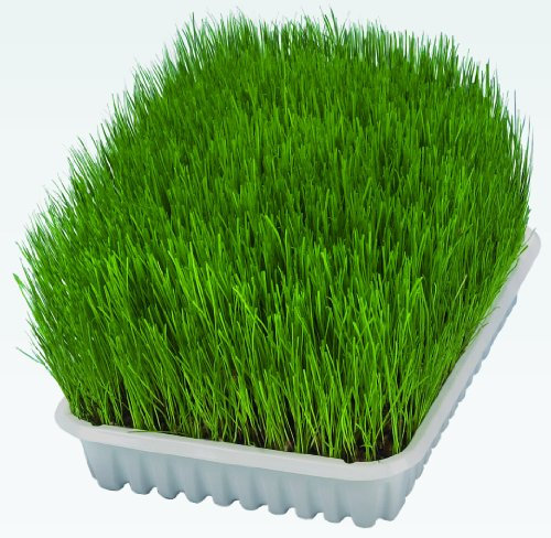 TRIXIE Herbe tendre pour chats - Graines d'herbe à faire pousser soi-même - riche en vitamines - 100g - 4232