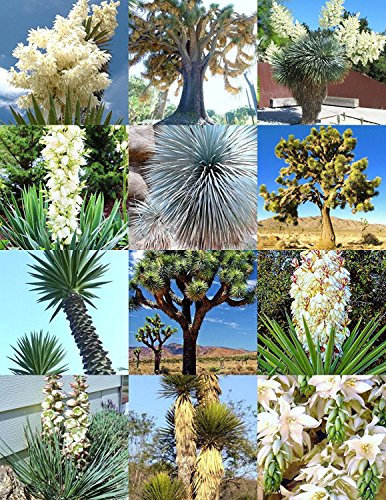 YUCCA MIX, seltene Samens Aloe Blume saftige gemischte Agave exotischer Palme 15 Samen