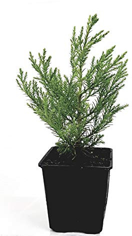 Seedeo® 3 x Pflanzen Berg - Mammutbaum (Sequoiadendron giganteum) 2 Jahre