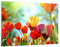 ARTTOR Wandbilder Dekoration Wohnzimmer Tulpe Blume Plantage Wiese Bilder auf Glas 120x80cm Glasbild Schlafzimmer Küche Deko Wand Kunstdruck Art Groß XXL Wanddeko Bild im Glas Modern GAA120x80-2566