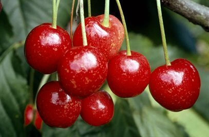 Tree Seeds Online - Prunus Avium- Wild Cherry. 25 Seeds - 2 Packs