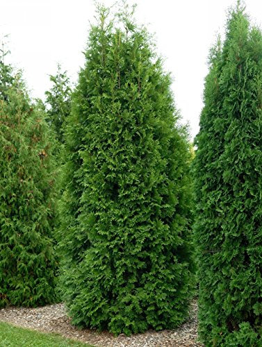 Thuja Brabant Occidentalis - Lebensbaum winterhart & pflegeleicht - Thujen-Hecke als Sichtschutz - Heckenpflanze 80-100 cm - 1 Pflanze im Container von Garten Schlüter - Pflanzen in Top Qualität