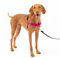 PetSafe Easy Walk Harness, No-Pull Walking Harness for Dogs, Adjustable Fit, Includes 1.8m Lead, Medium-Raspberry, Medium