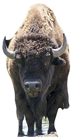 Star Cutouts Cut Out of Bison Buffalo