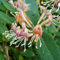 Immergrünes Geissblatt - Lonicera henryi - Kletterpflanze