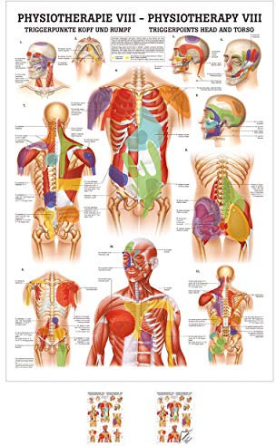 Sport-Tec Triggerpunkte Kopf und Rumpf Mini-Poster Anatomie 34x24 cm med. Lehrmittel