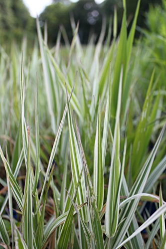 WASSERPFLANZEN WOLFF - Phalaris arundinacea 'Picta' - Rohrglanzgras, weiß gestreift - 2er-Set QUALITÄTSSTAUDEN in 9x9cm Töpfen - heimisch - winterhart