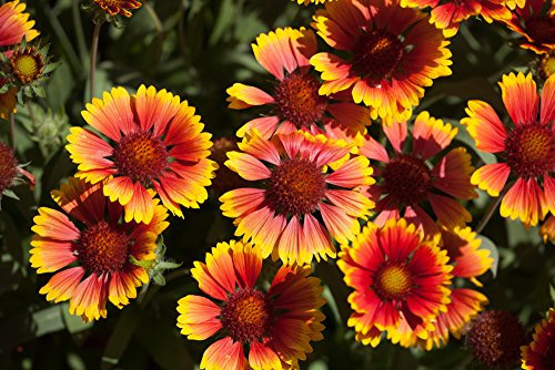 Kokardenblume 'Arizona Sun' 10 Samen (Gaillardia Aristata Arizona Sun)