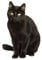 Bilderwelten Wandtattoo Katze No.133 Schwarzer Kater, Größe HxB:60cm x 40cm