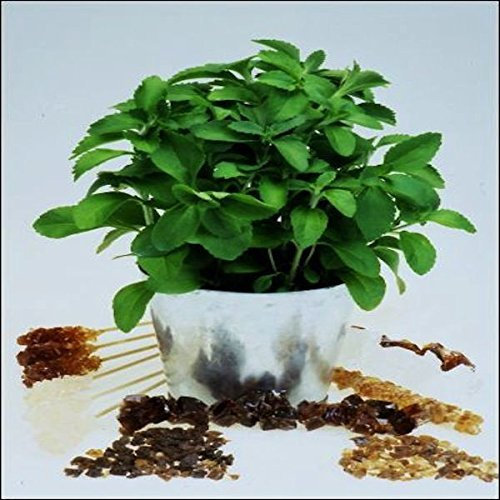 Tropica - Kräuter - Stevia Süßkraut (Stevia rebaudiana) - 100 Samen