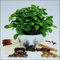 Tropica - Kräuter - Stevia Süßkraut (Stevia rebaudiana) - 100 Samen